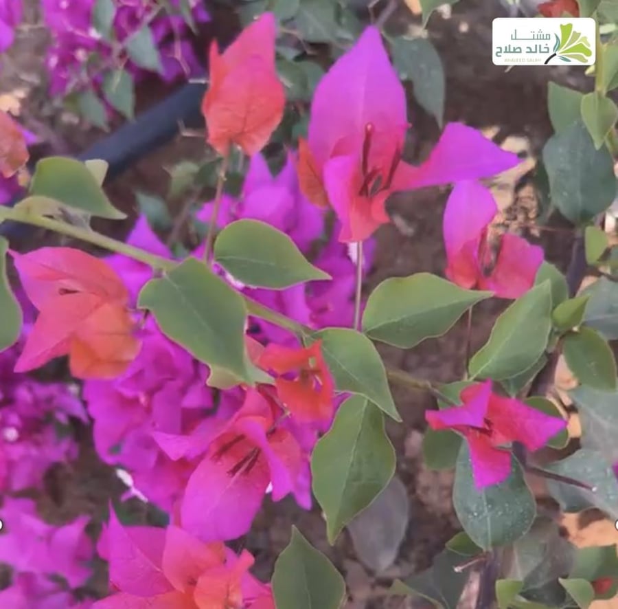 شتلات جهنميه كاتايانا، لون قناباتها مرجاني وردي برتقالي