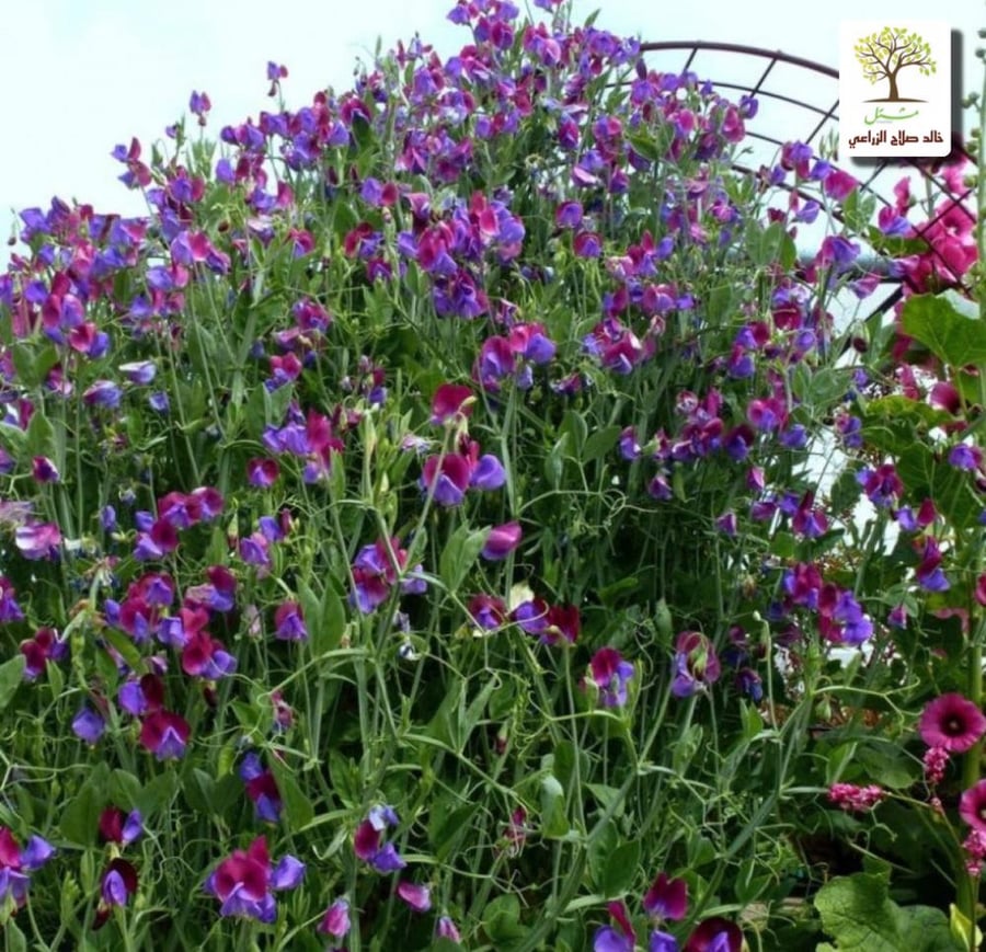 Climbing seedlings of flower pea - fragrant pea