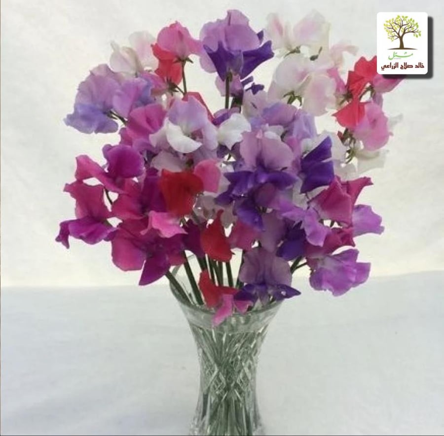 Climbing seedlings of flower pea - fragrant pea
