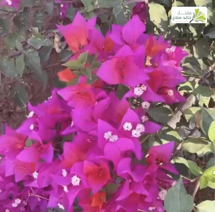 شتلات جهنميه كاتايانا، لون قناباتها مرجاني وردي برتقالي