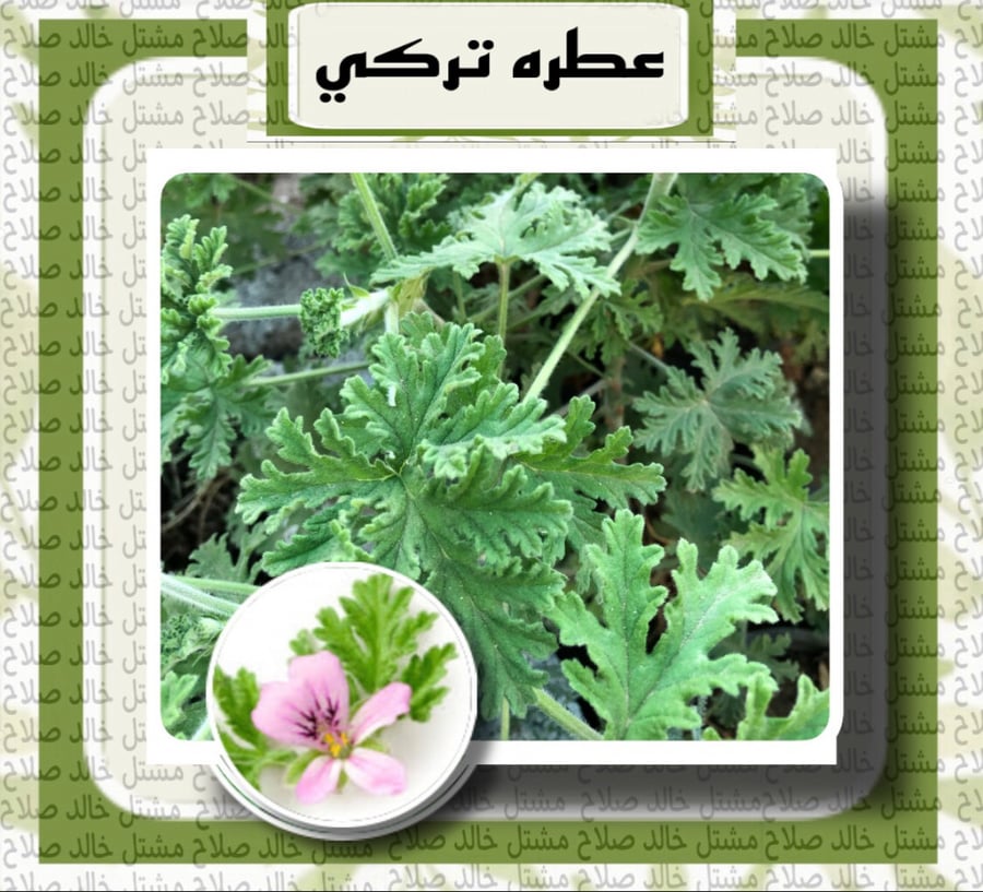 عطره تركي