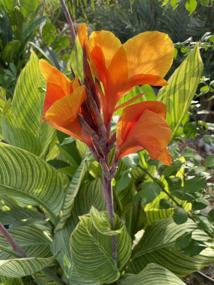 كنا بريتوريا المخططه - CANNA - PRETORIA