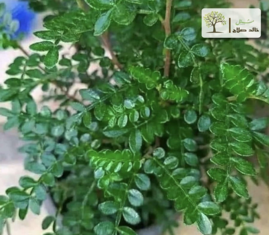 شتلات نبات البخور الهندي – كزاليزم