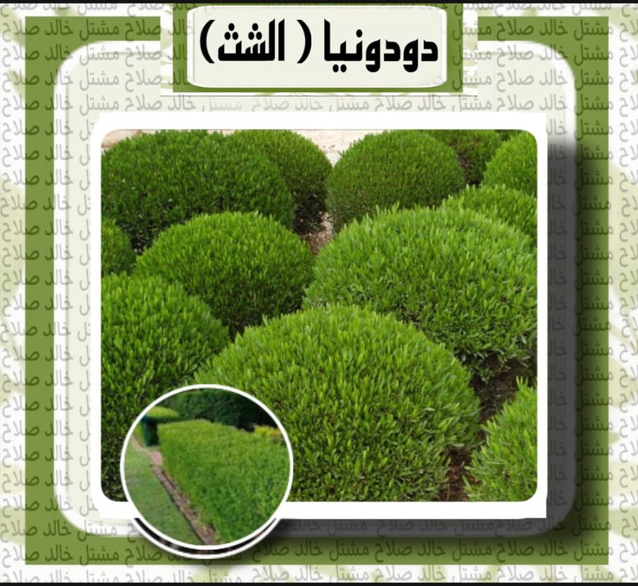 دودونيا ( الشث )