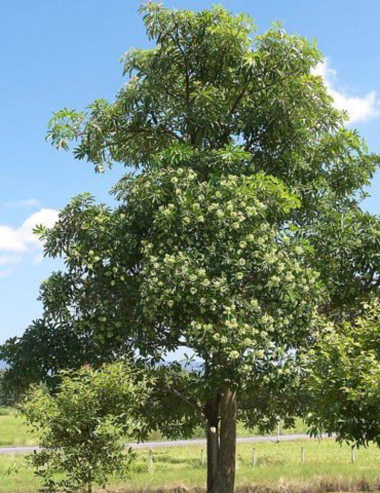 Estonia, the tree of a million flowers