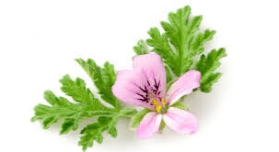 عطره تركي