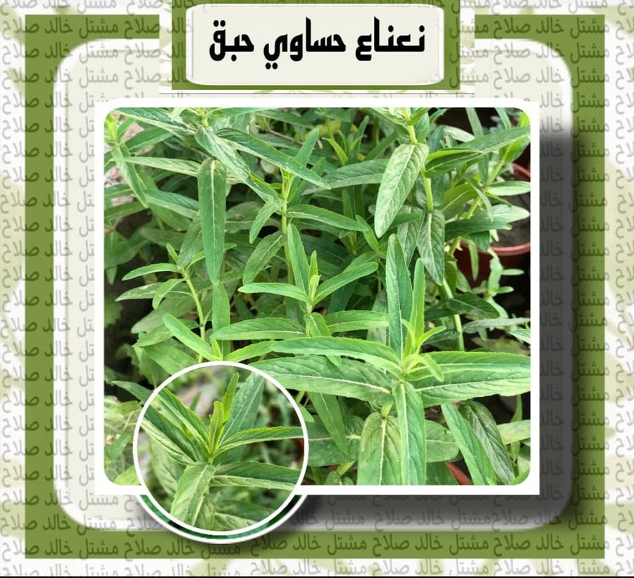 نعناع حساوي - حبق