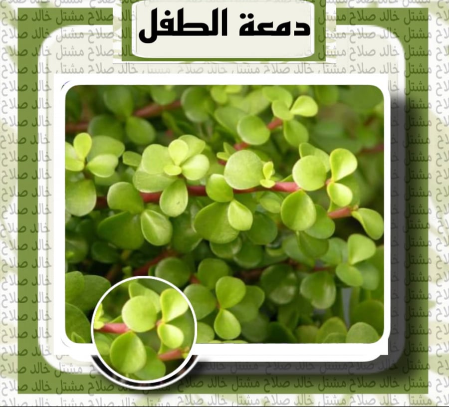 دمعة الطفل