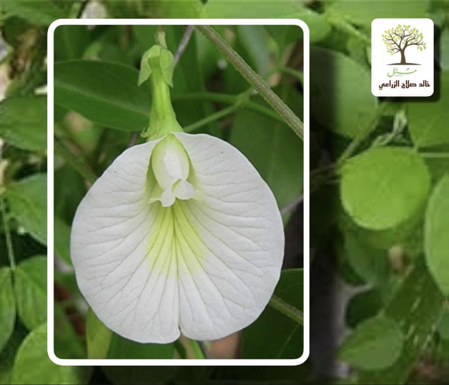 White butterfly pea climbing plant
