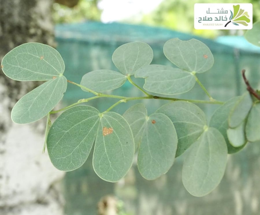 شتلات شجرة الكَلْكَل بوهينيا روفيسين