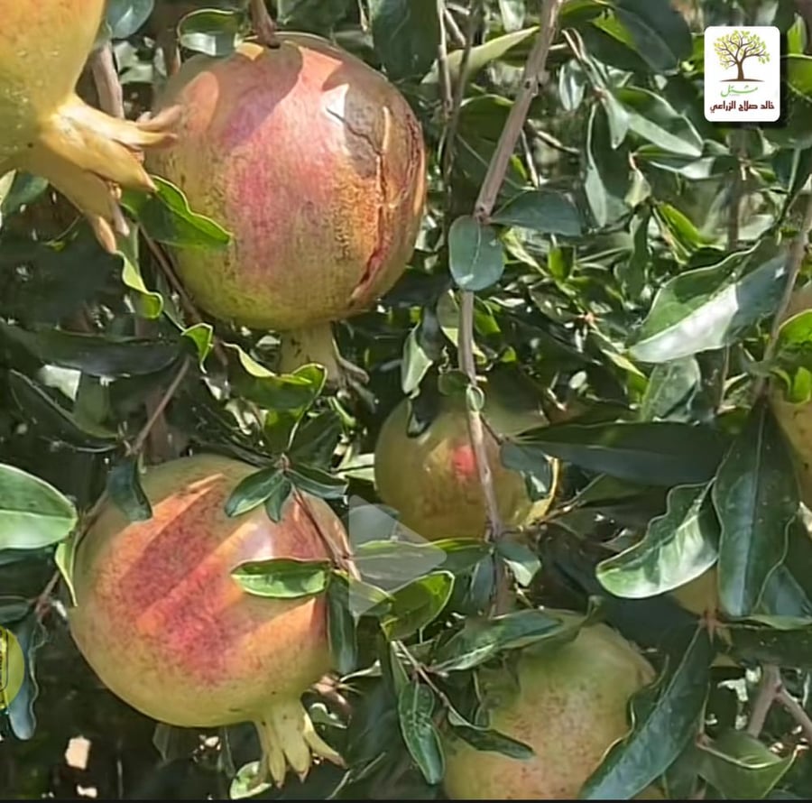 Pomegranate seedlings inside Al Muammar
