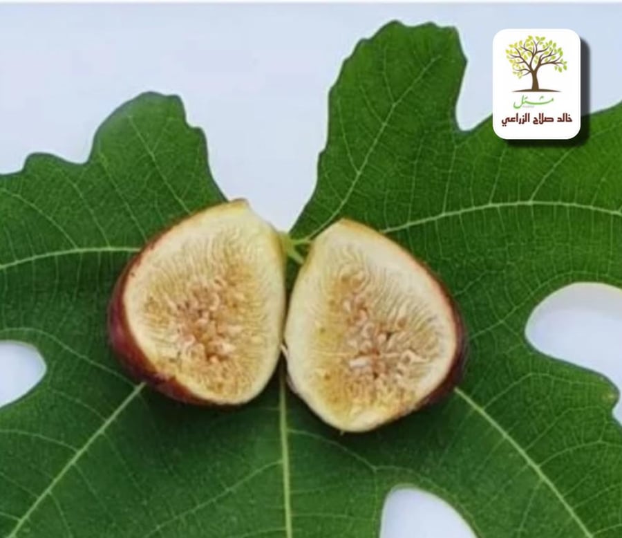 Fig seedlings Tadrus