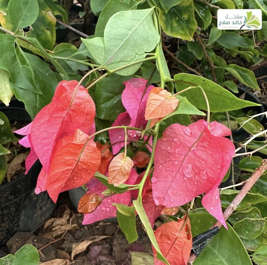 شتلات جهنميه كاتايانا، لون قناباتها مرجاني وردي برتقالي