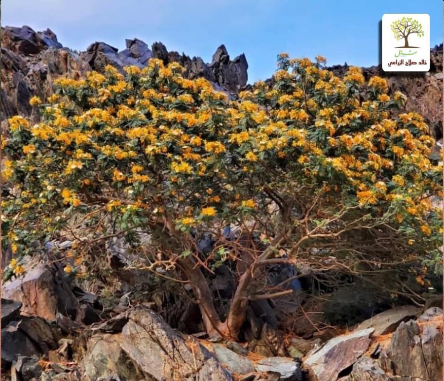 بذور شجرة الرنف النادرة - العضب ( Delonix elata )
