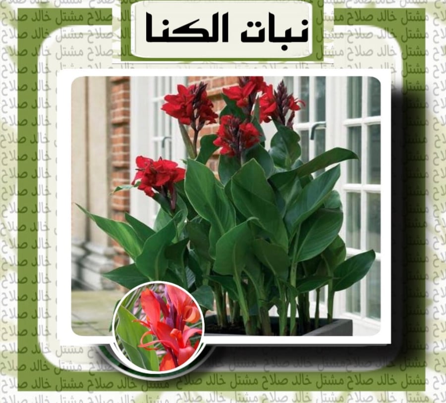 الكنا الهنديه الخضراء