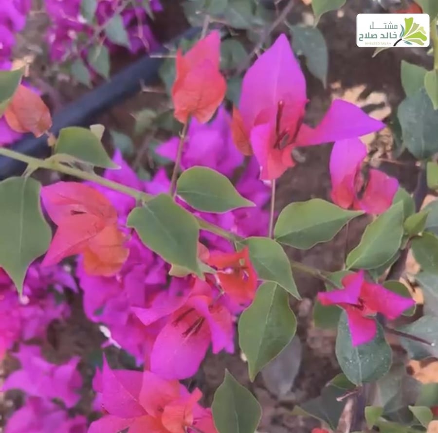 شتلات جهنميه كاتايانا، لون قناباتها مرجاني وردي برتقالي