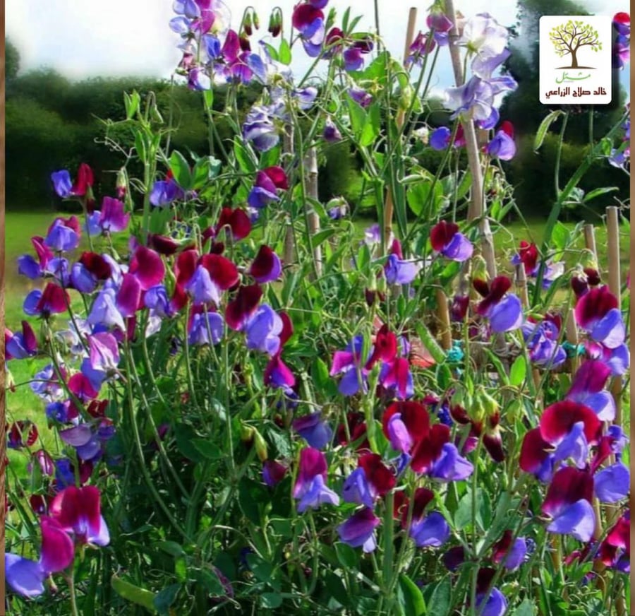 Climbing seedlings of flower pea - fragrant pea