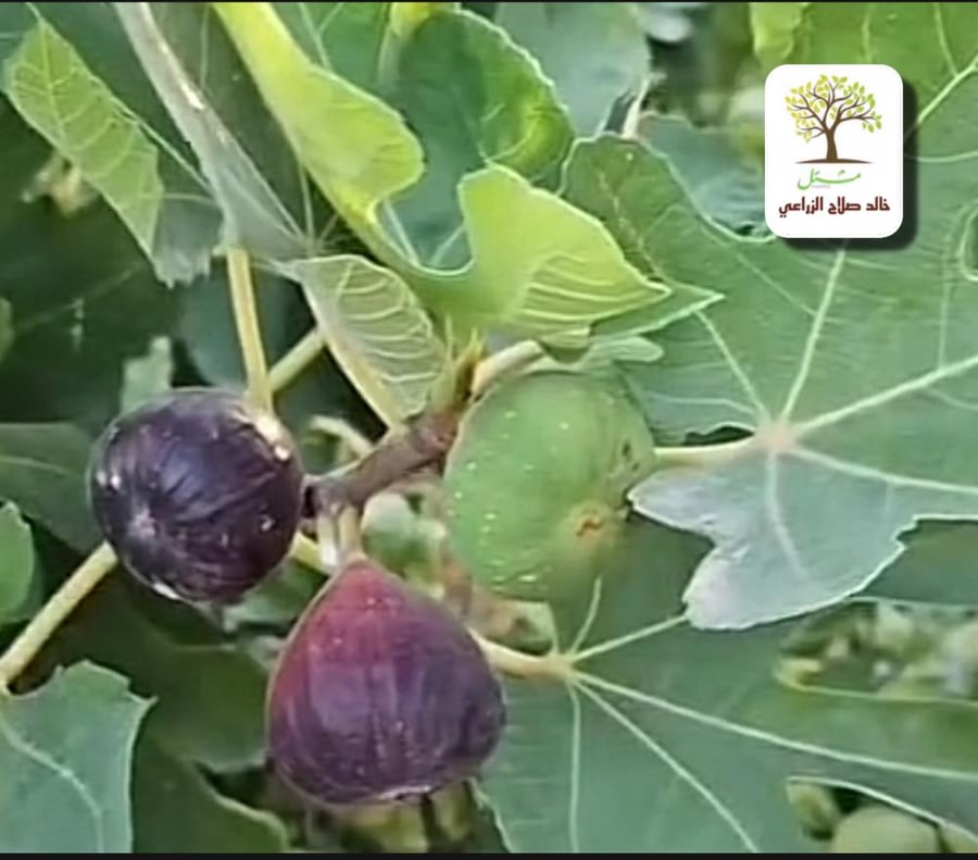 Fig seedlings Tadrus