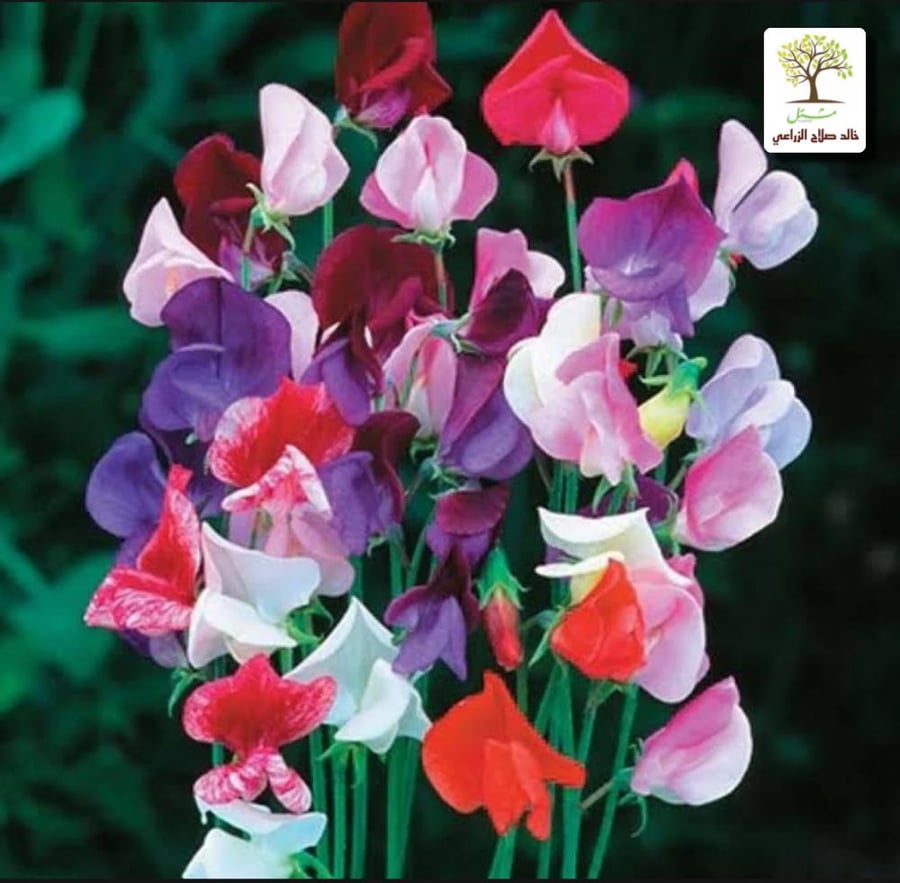 Climbing seedlings of flower pea - fragrant pea