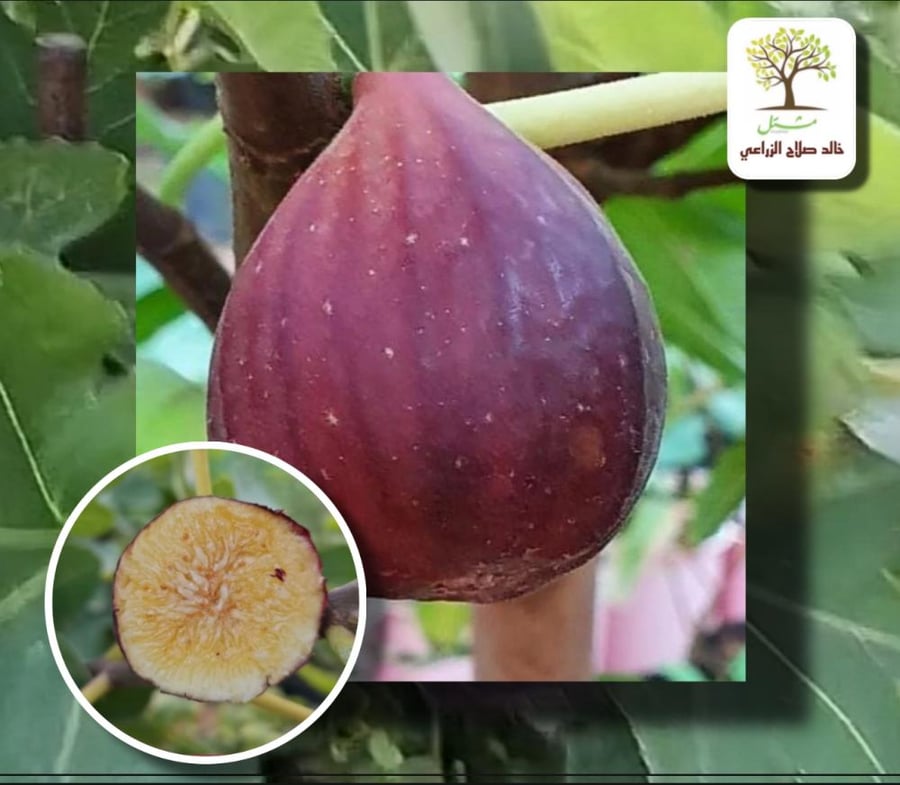 Fig seedlings Tadrus