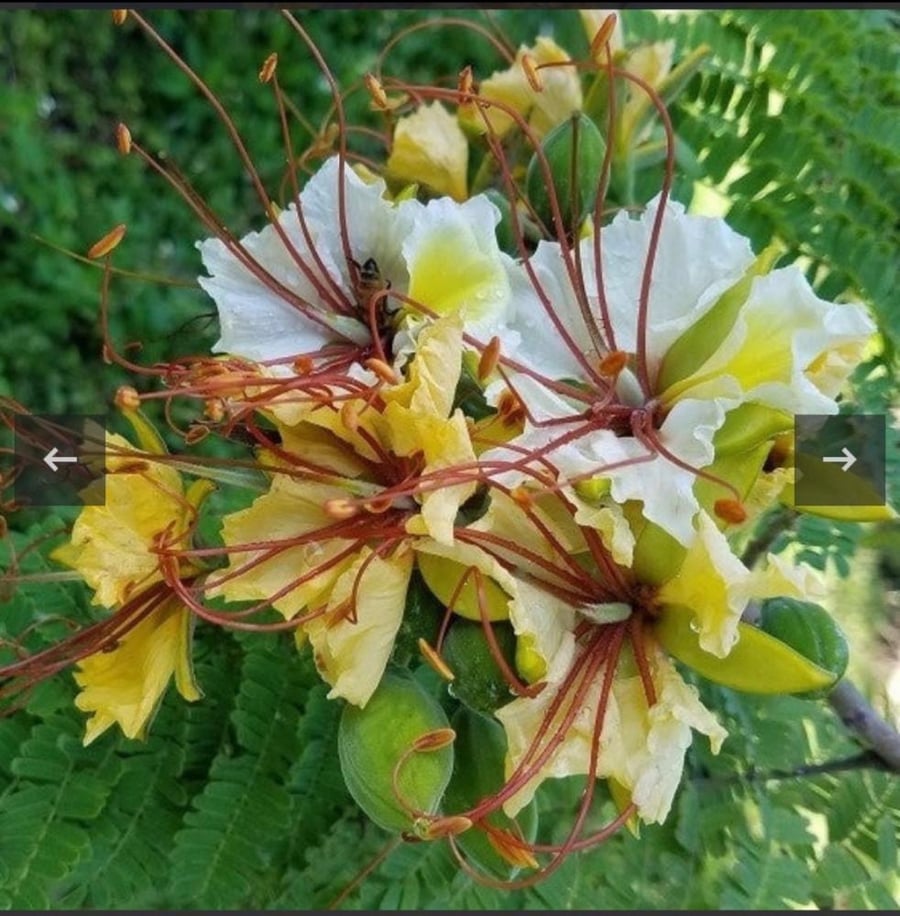 بذور شجرة الرنف النادرة - العضب ( Delonix elata )