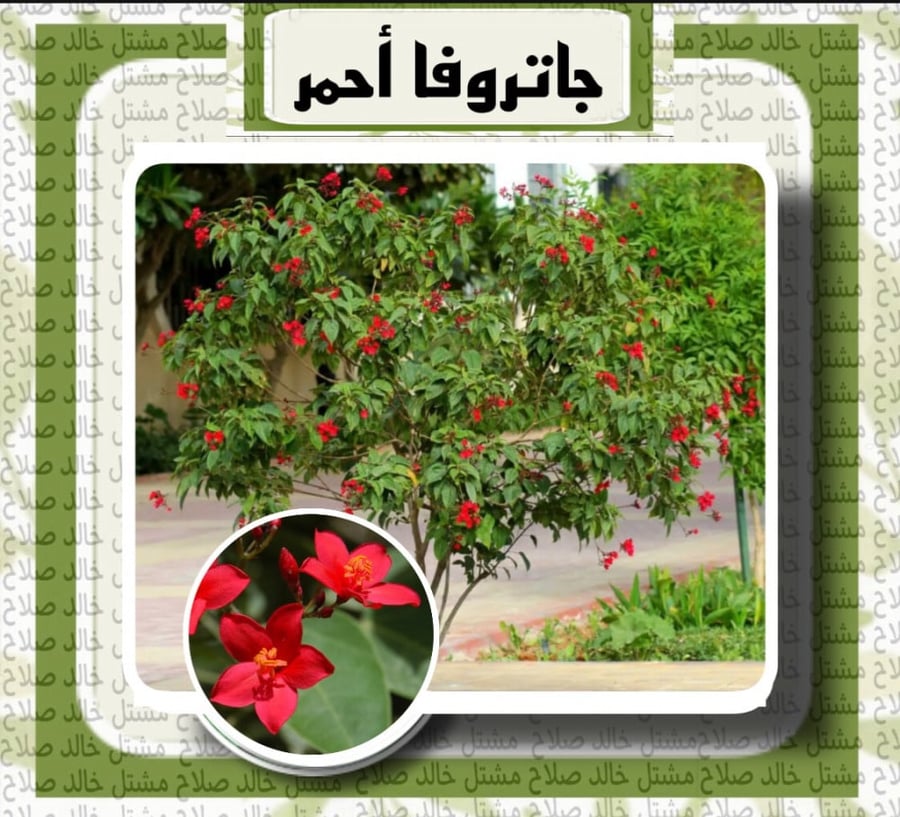 جاتروفا أحمر