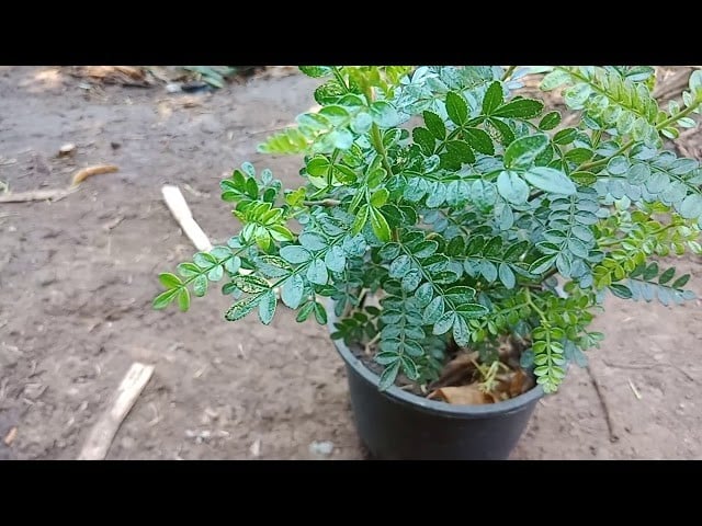 شتلات نبات البخور الهندي – كزاليزم
