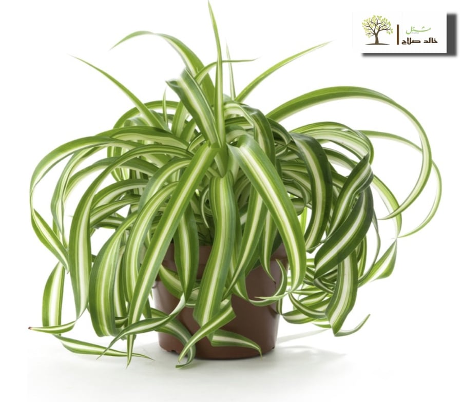 شتلات نبتة العنكبوت او كلوروفيتوم كوموسوم واسمها العلمي Chlorophytum Comosum