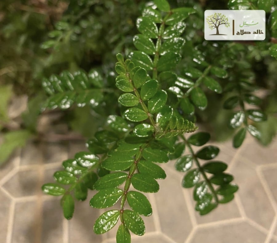 شتلات نبات البخور الهندي – كزاليزم