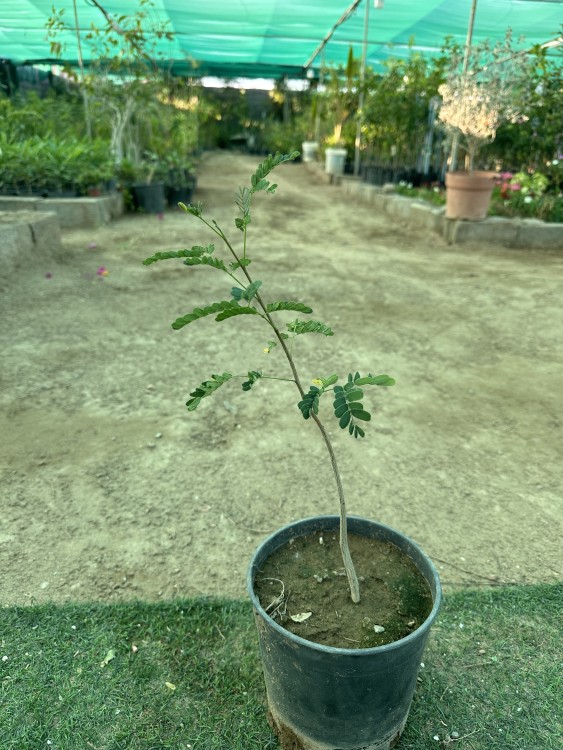 Seedlings of the rare Ranf tree