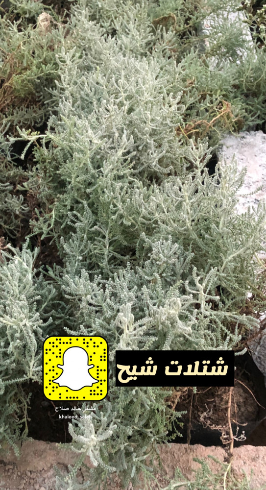 شتلات نبات عشبة الشيح