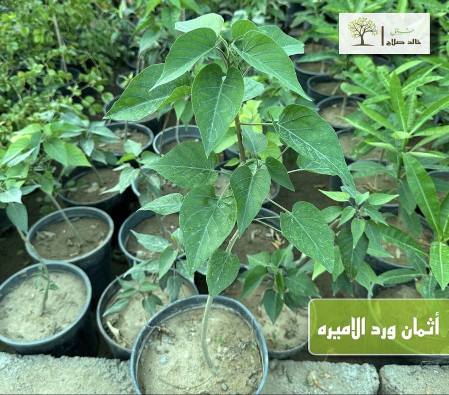 ورد الاميرة  - اثمان