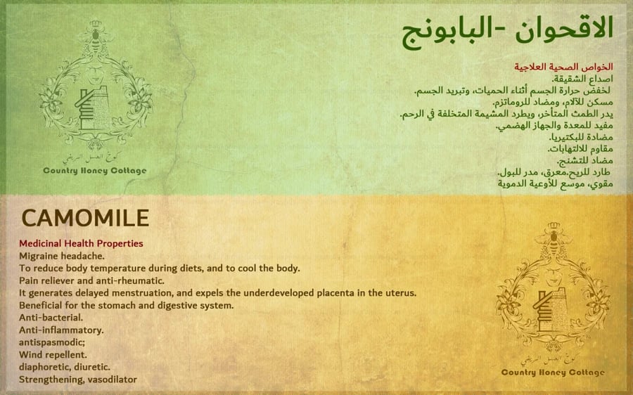 عسل البابونج - الاقحوان