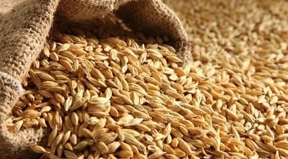 بذور شعير بلدي 1 كيلو -  Barley