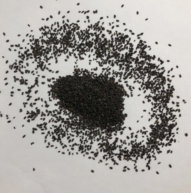 بذور النعناع