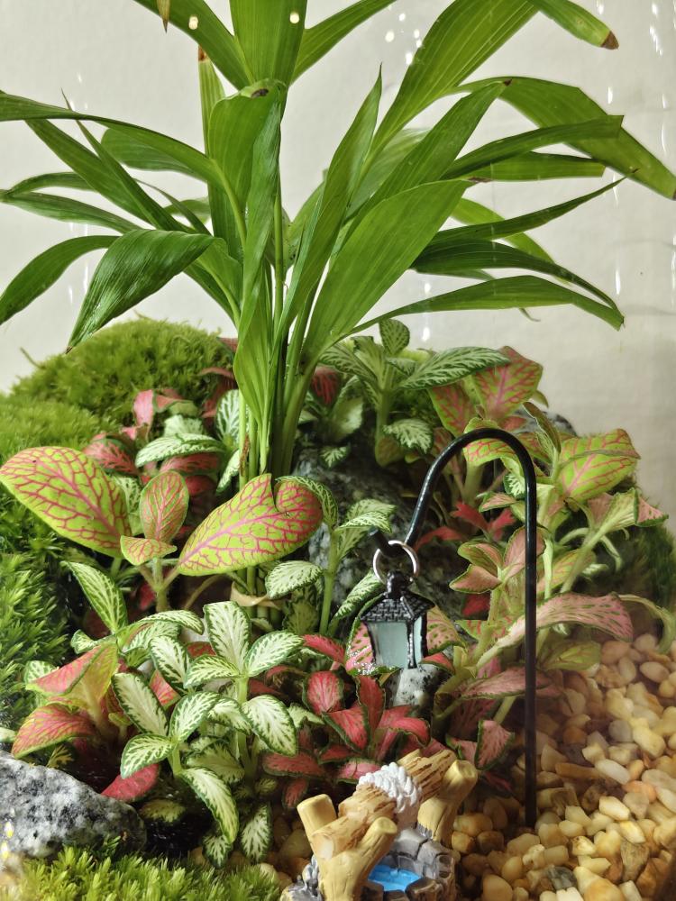 تيراريوم غابة الفيتونيا Fittonia