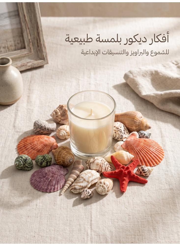 أصداف بحرية طبيعية في سلة مجدولة من أفراس، تشكيلة أصداف ونجمة بحر للديكور، حشوة مزهريات، ديكور بحري وأعمال يدوية