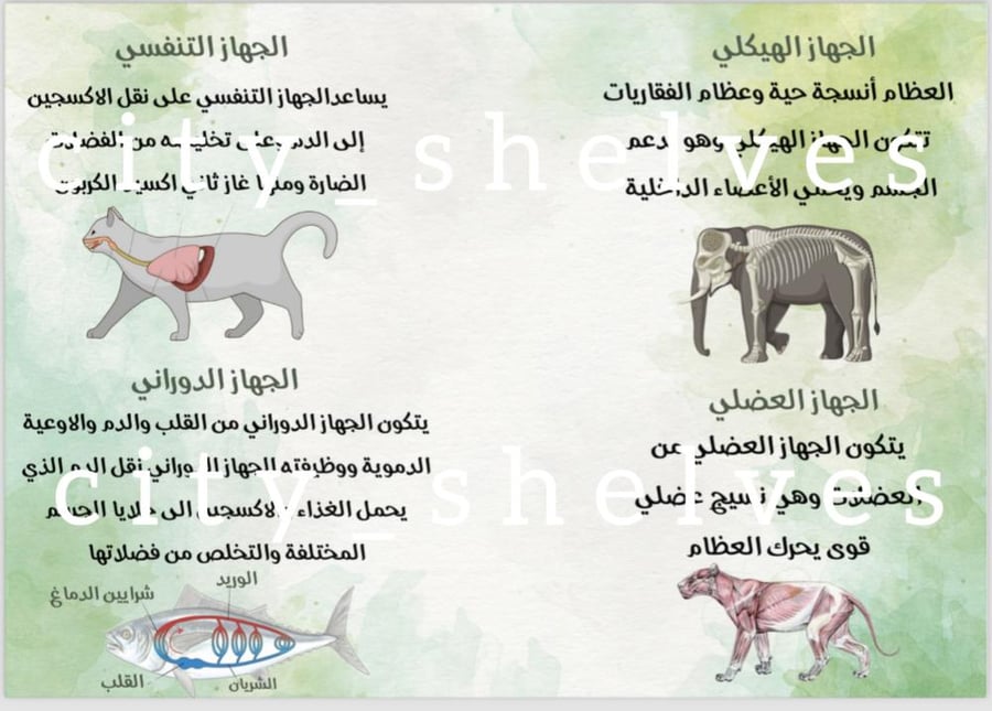 مطوية أجهزة أجسام الحيوانات صف رابع