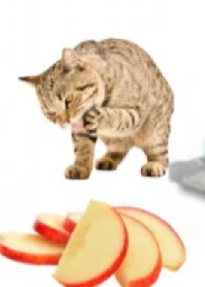 رمل فرش كات 5لتر Fresh Cat Litter 5 Litter