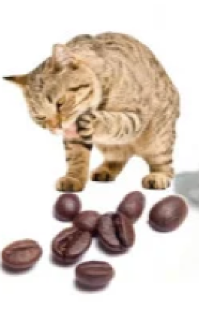رمل فرش كات 5لتر Fresh Cat Litter 5 Litter