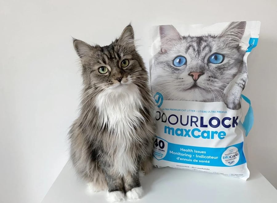 رمل انترساند ماكس كير رمل قطط للكشف عن مشاكل القطط Intersand odourLock