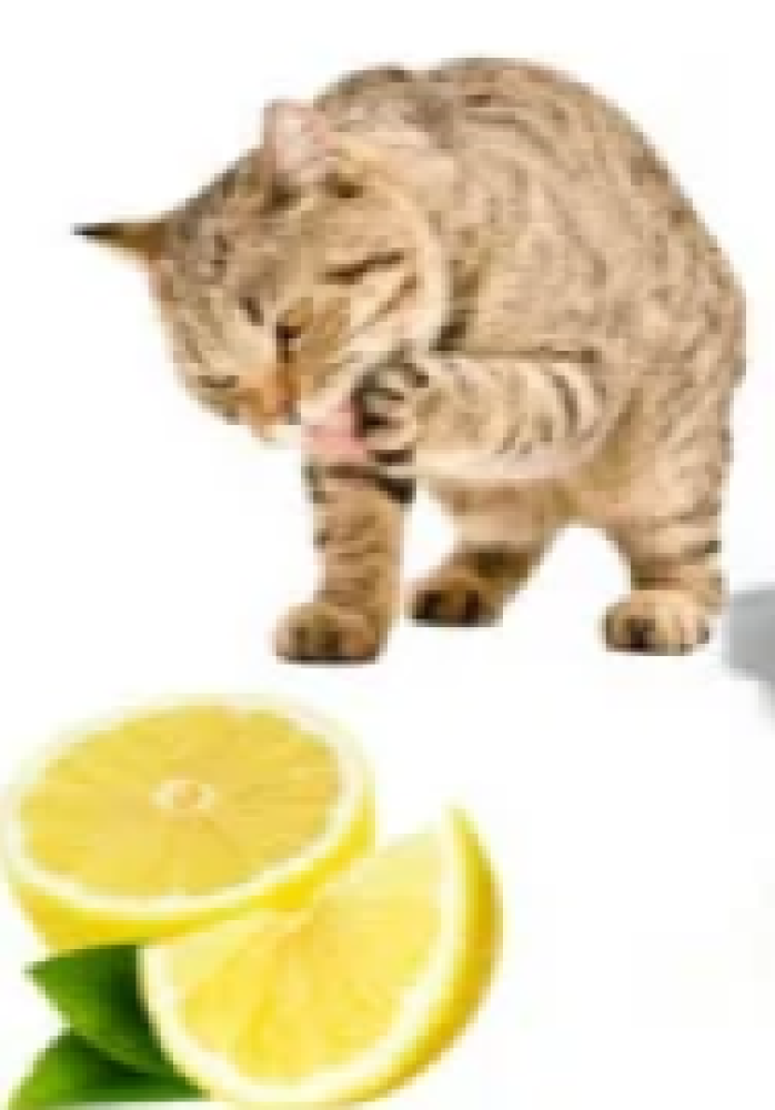 رمل فرش كات 5لتر Fresh Cat Litter 5 Litter