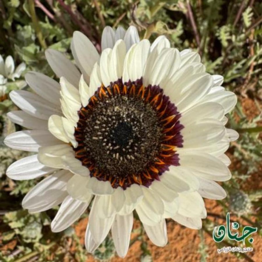 بذور زهور ملكة الحقل البيضاء ( Arctotis fastuosa )