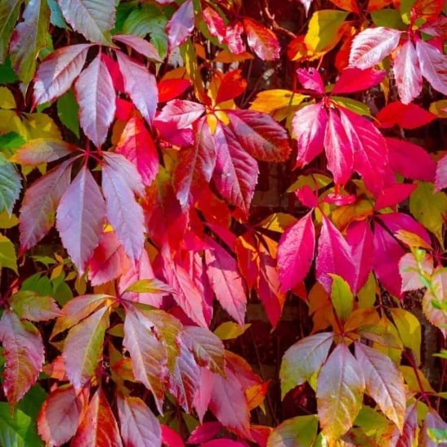 بذور متسلقة فرجينيا - الخميسة ( Parthenocissus quinquefolia )