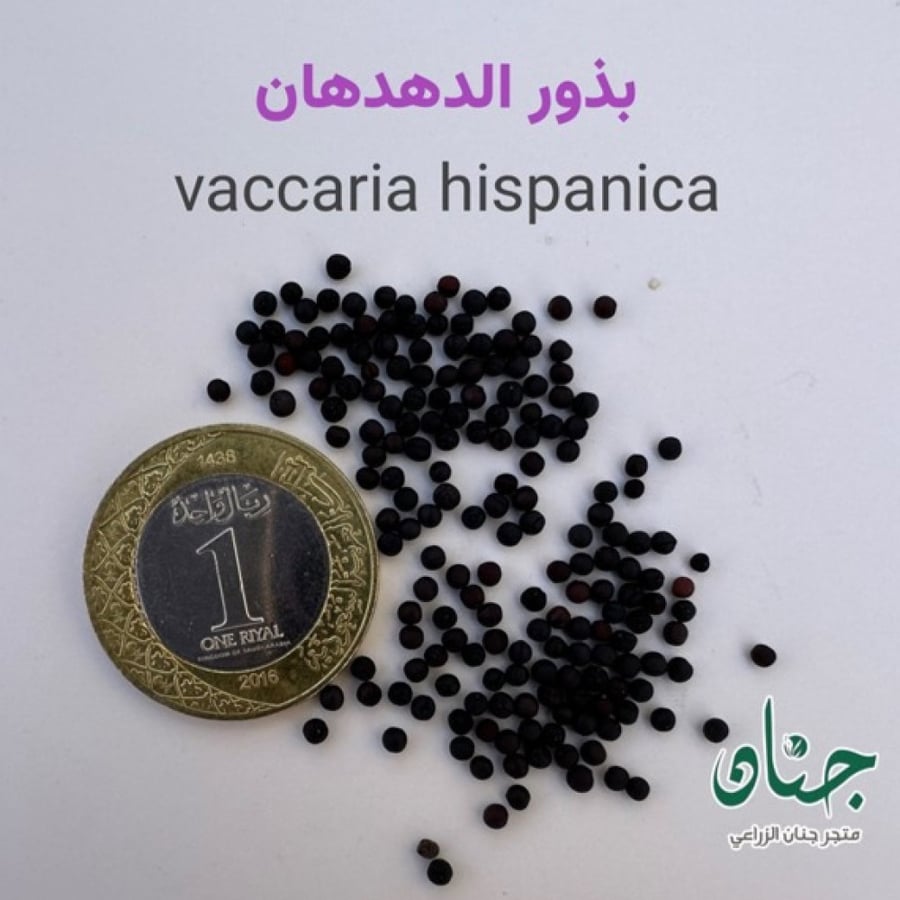 بذور الدهدهان ( vaccaria hispanica )