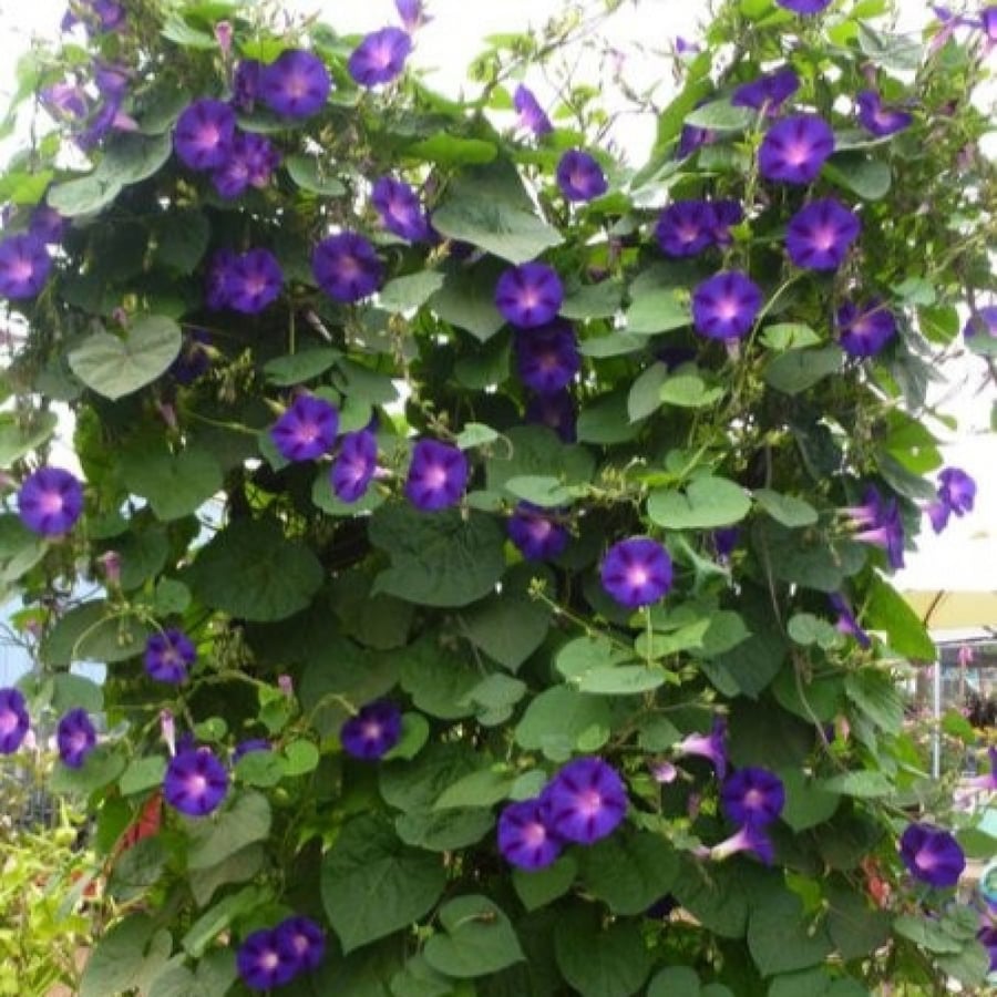 بذور زهرة مجد الصباح الارجوانية - ايبوميا ( Ipomoea )