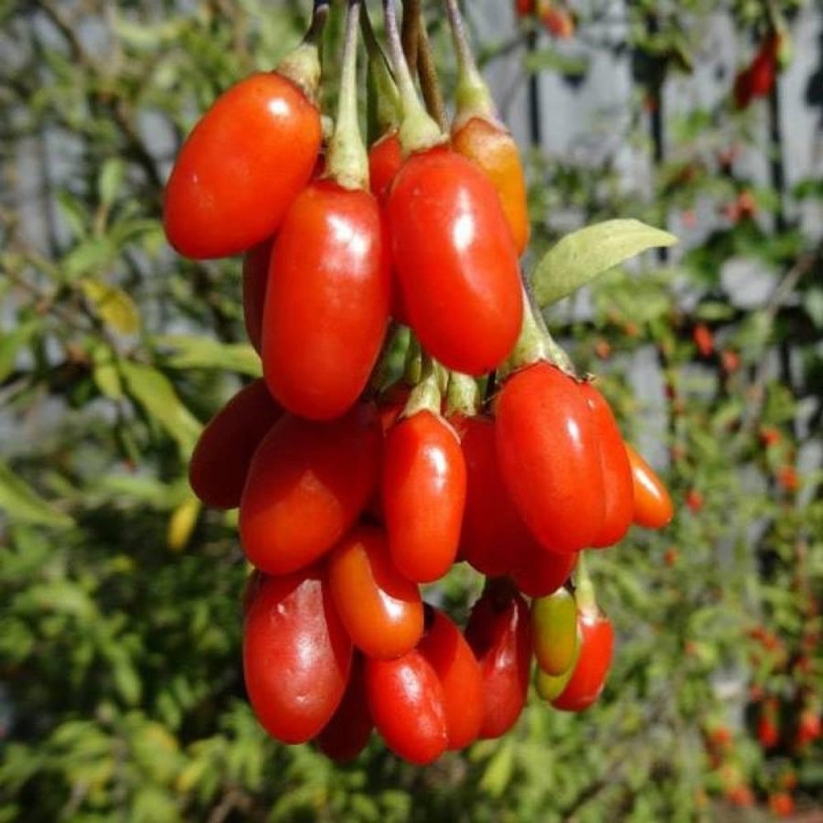 بذور توت الغوجي الصيني‬ ‫( Lycium chinense )