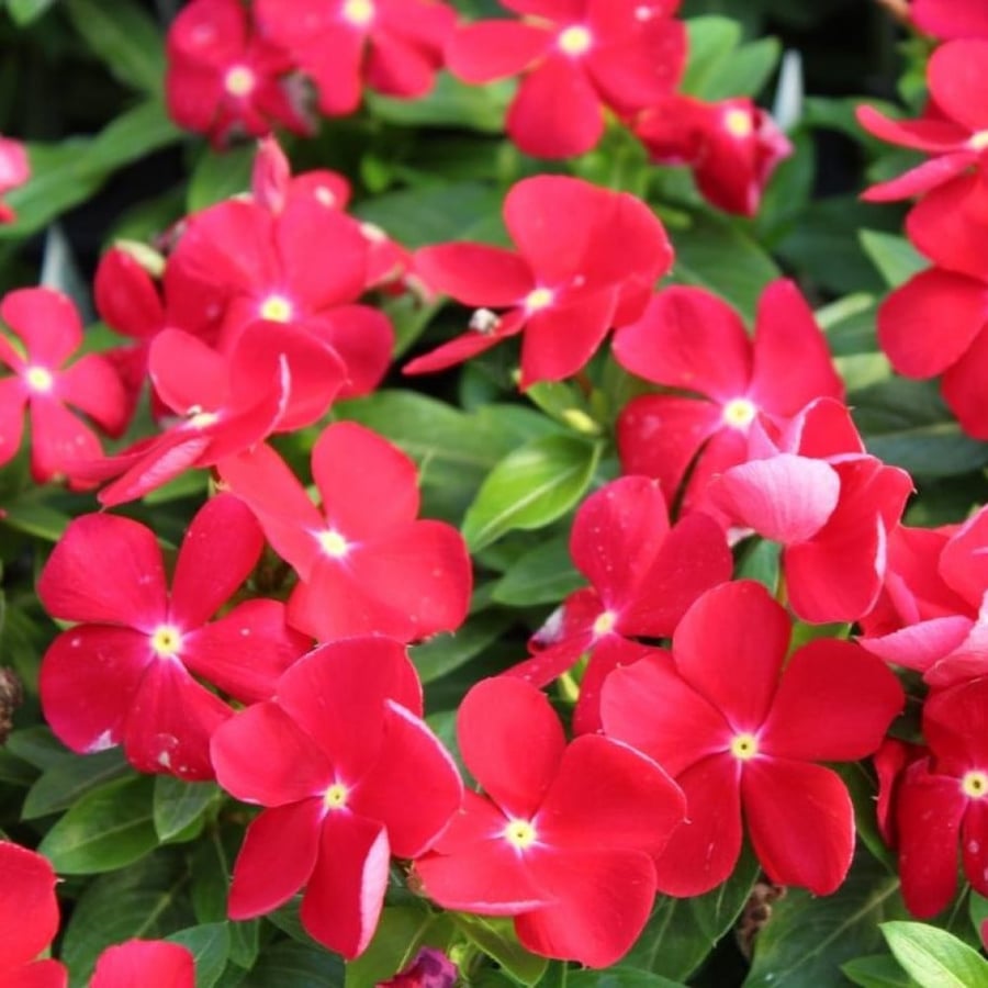 بذور البفتة الحمراء الفينكا الالونكا Catharanthus roseus