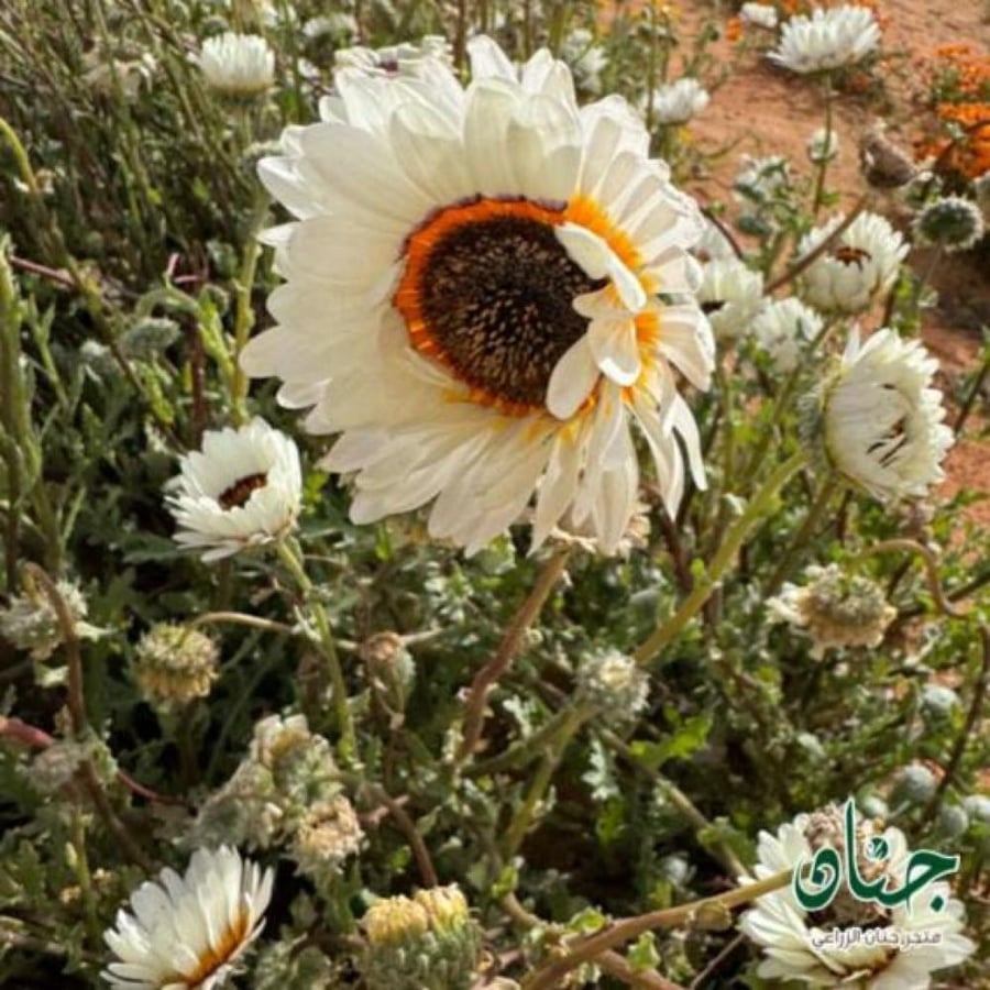 بذور زهور ملكة الحقل البيضاء ( Arctotis fastuosa )