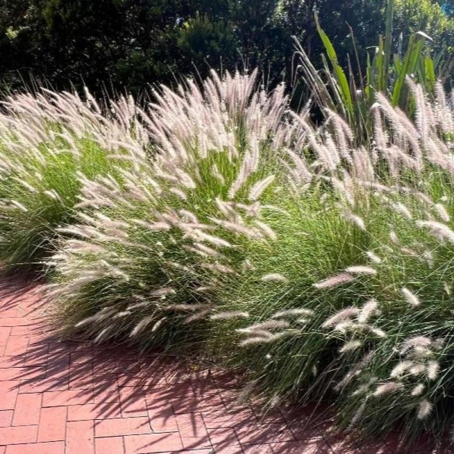 بذور عشبة الحلفاء الخضراء - النافورة ( Pennisetum Setaceum )